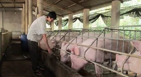 養(yǎng)殖場臭味難治理？潔匠凈化幫您輕松解決！.jpg