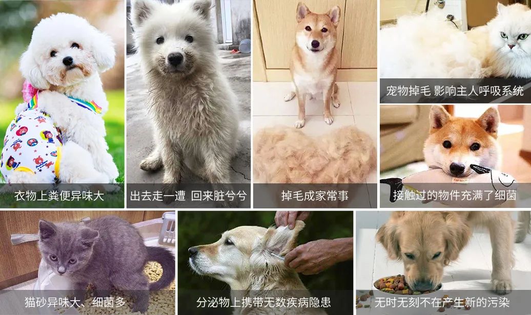 寵物氣味彌漫整個屋子，潔匠凈化教您如何除味.jpg